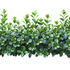 Obraz premium Lush green shrubbery providing natural border, perfect for gardens, landscaping, and eco-friendly decorative designs.