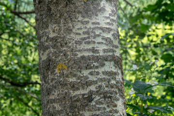 bark plant, the poplar is colored white in many points of its bark, in the forest you can easily distinguish other plants.