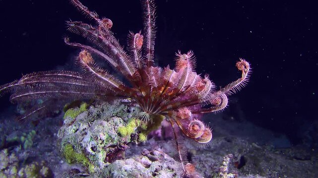 At night, the sea lily Sawtoothed Feather star (Oligometra serripinna) crawls onto a rock and unfurls its rays to catch plankton.