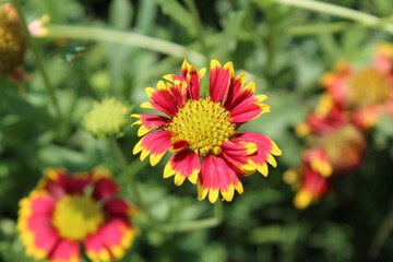 Common Gaillardia, Great Blanket Flower, Indian Blanketflower, Gaillardia aristata Or Gaillardia grandiflora