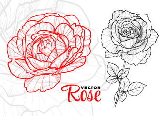 Red and black rose on a white background. Hand drawn vector flower outline with a gray rose on the background to create a wonderful design. Easy to edit, ready to use.