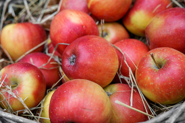 Fresh organic eco yellow and red sweet apples lie in a vintage straw basket at a rural food fair. Space for text