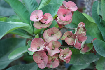 Crown of thorns, Euphorbia geroldii, Euphorbia lophogona