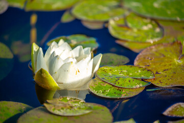 Lotus pond. Water lily close up. Sacred lotus flower in Buddhism. Calmness and tranquility. Spa...