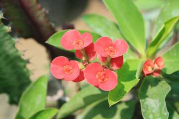 Crown of thorns, Euphorbia geroldii, Euphorbia lophogona