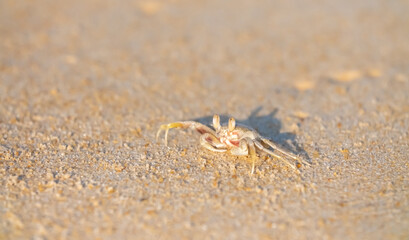 A crab on the beach is running on the white sand. Exotic animals in the resorts of tropical islands. The concept of a beach holiday in the tropics.