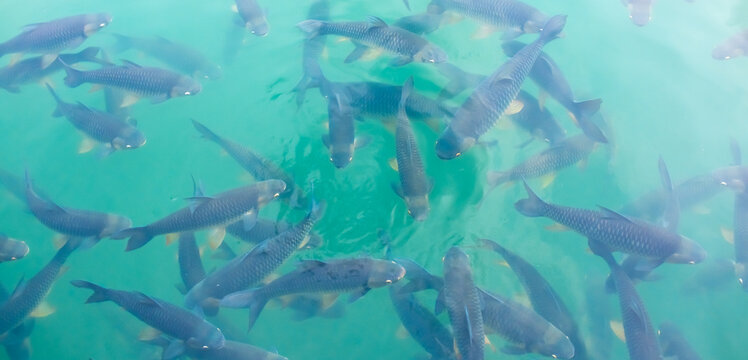 There are many Japanese carp fish swimming in the water. Fish farm. The pond is teeming with a school of large fish.
