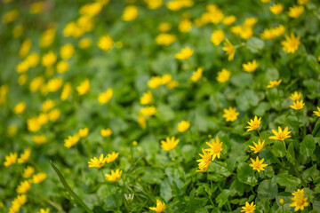 Obraz premium Lesser celandine flowers.