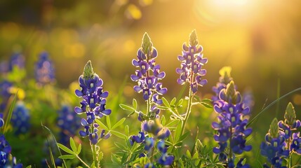 Obraz premium A close-up of blue flowers blooming in a field under a golden sunlight glow, creating a serene and picturesque natural scene that evokes beauty and tranquility.