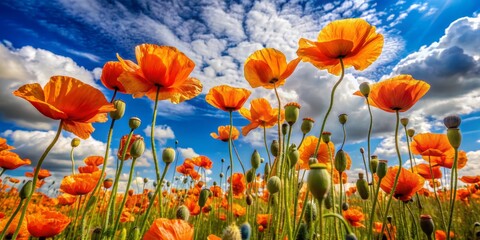 Obraz premium Poppy Field Wonder Low Angle View of Vibrant Orange Blooms Against a Cloudy Sky, poppy, flowers, field, summer, ,