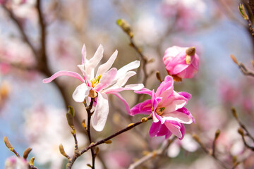 Blooming magnolia in spring. Beautiful buds of pink flowers close-up with blurred space for text.