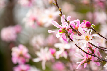 Naklejka premium Blooming magnolia in spring. Beautiful buds of pink flowers close-up with blurred space for text.