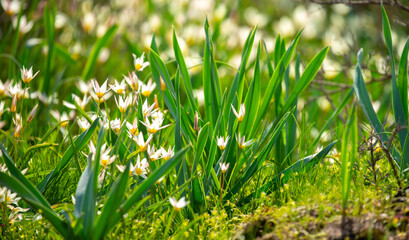Spring flowers under the rays of sunlight. Snowdrops close-up. Beautiful landscape of nature. Hi spring. Beautiful flowers on a green meadow.