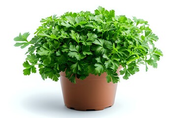 Fototapeta premium A potted parsley plant with lush green leaves, ideal for themes of gardening, herbs, and healthy living, highlighting fresh and natural ingredients.