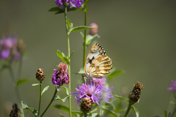 Female Melanargia galathea form procida underside sits on the flower toward the camera lens on a sunny summer day. 