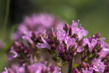 Thymus serpyllum  flowers close-up