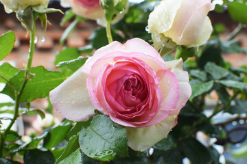 Shrub rose Pierre de Ronsard in the home garden. Pink and white roses Eden Rose 85 in full bloom...