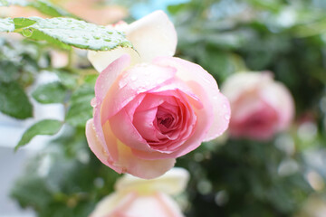 Shrub rose bud Pierre de Ronsard in the home garden. Pink and white roses Eden Rose 85  with...
