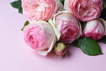 Bouquet of pink flowers of shrub rose Pierre de Ronsard (Eden Rose 85) on a pink background.