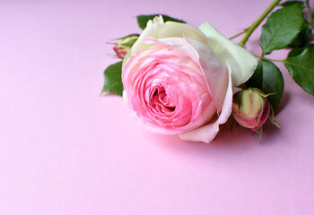 Pink flower of the Pierre de Ronsard shrub rose (Eden Rose 85) on a pink background.