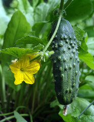 Cucumber plant with flower and ripe cucumber on a natural blurred background. Selective focus.  .