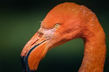 Close-up of a vibrant flamingo head with a green blurred background. © Wirestock
