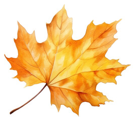 Obraz premium PNG Plant leaf tree fragility.