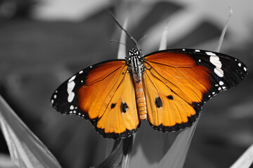 Beautiful butterfly on plant outdoors, black and white effect with color accent