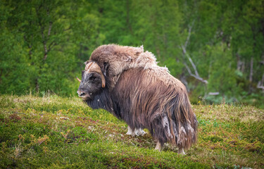 Moschusochse im Dovrefjell