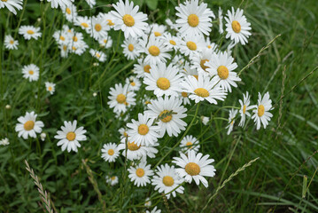 field of daisies