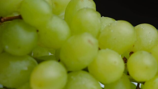 green grape branches close-up