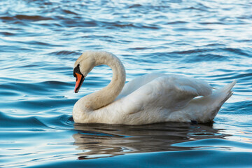 Graceful Swan Swimming Serenely In Calm Waters With Sunlight Reflections
