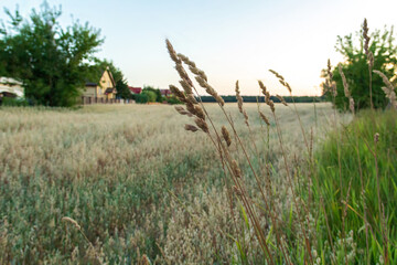 Fototapeta premium Golden Oats Field Under Clear Blue Sky with Small Village in the Distance