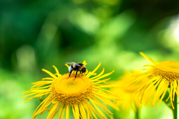 flower nature nature summer flora, bee collecting honey 