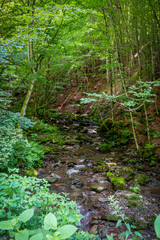 beautiful green forest with its creek and moss covered stones