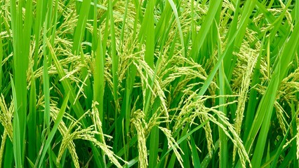 Die sog. Trockene Halong Bucht bei Ninh Binh in Vietnam