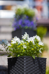 White bellflowers in a pot.