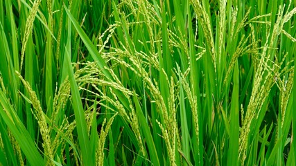 Die sog. Trockene Halong Bucht bei Ninh Binh in Vietnam
