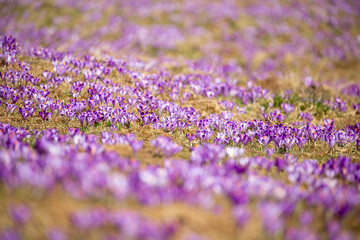 Obraz premium Crocus meadow.