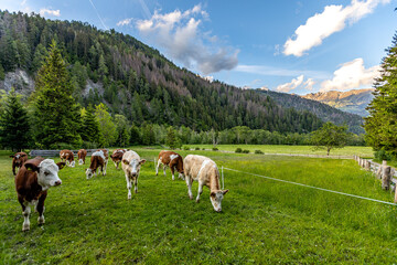 Fototapeta premium Kühe auf Weide im Tal, Alpenländisch, Abend