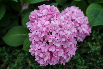 Flower blossom at Sun Link Xi