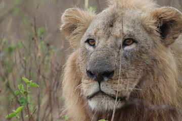 portrait of an African lion in the grass.