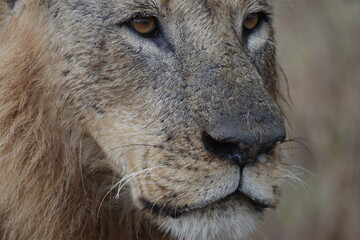 close up portrait of a African lion.