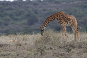 giraffe in the Savannah feeding on shrubs.