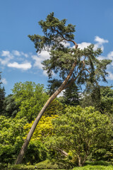 the eastern park of Maulevrier