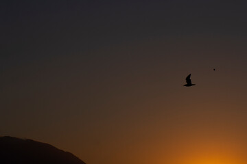 silhouette of a bird on sunset