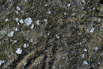 Close-Up of Barnacles on Rocky Surface: Intricate Marine Life Textures and Patterns in Coastal Habitat