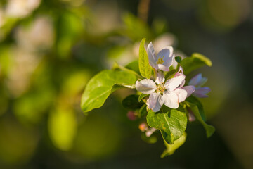 Apple flowers.
