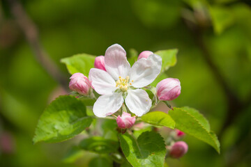 European crab apple white flower.