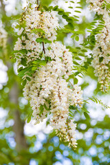 White flowering acacia.